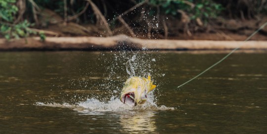 International-Flyfishers-Club-Fliegenfischen-Bolivien-Tsimane-Golden-Dorado-Sprung