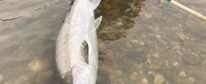 International-Flyfishers-Club-Gaula-Lachs-Eirik-E3