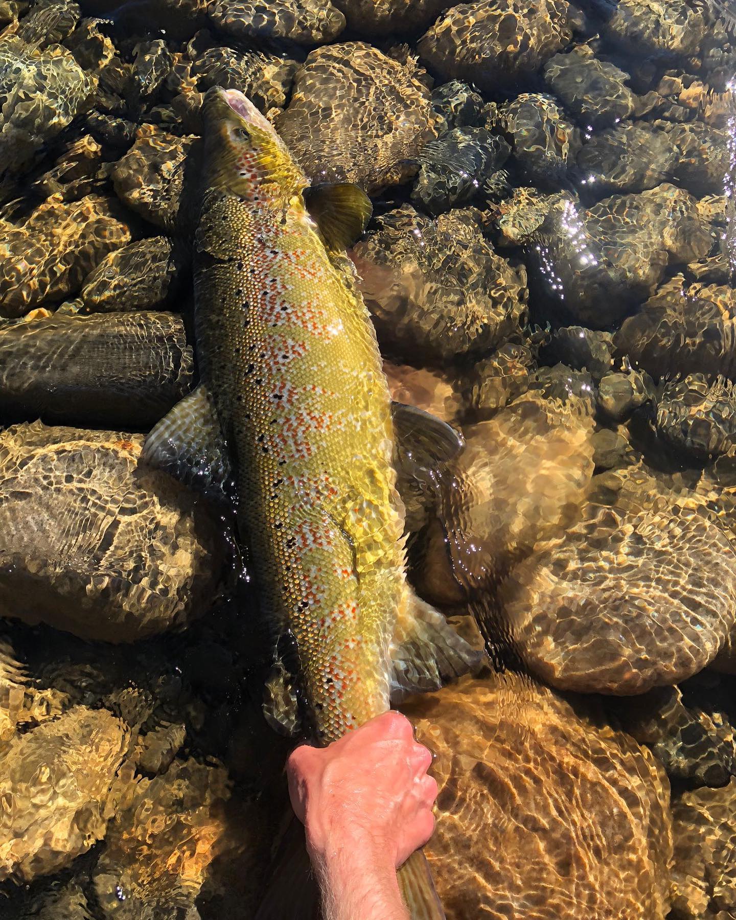 20 International Flyfishers Club Fliegenfischen Gaula Lachs Thies Reimers 82 C2