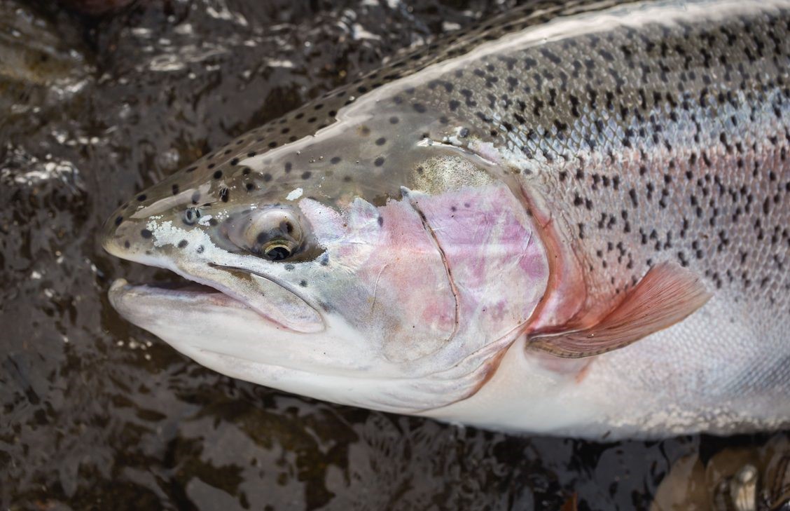 International-Flyfishers-Club-Jurassic-Lake-Regenbogenforelle