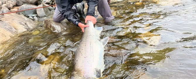 Foto Hubert Leineweber mit einem Lachs im Gewicht von 14,9kg und einer Länge von 113cm