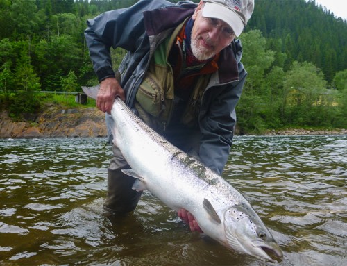 Gaula – Start of the 2026 salmon season